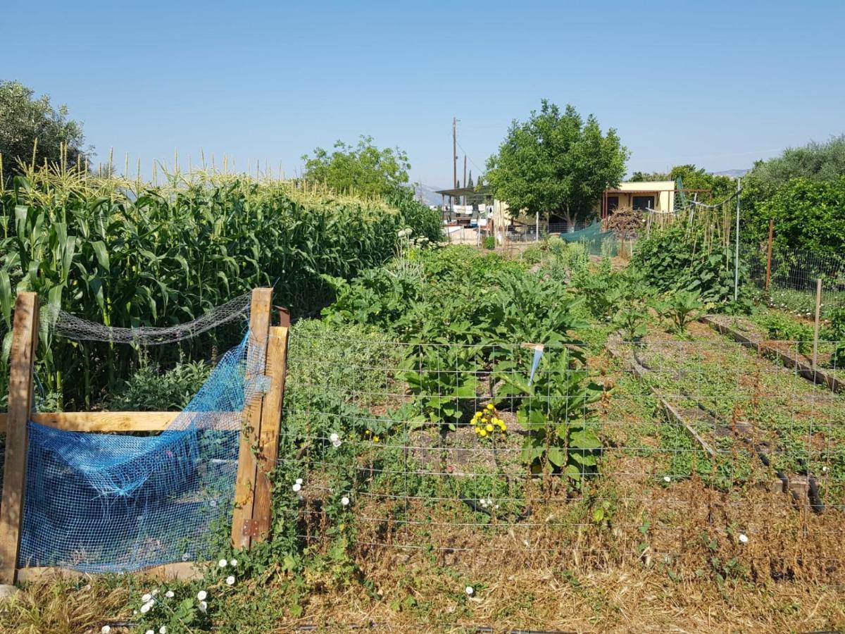 Eco Glamping With Pool Between Nafplio And Argos Exteriör bild